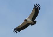 Las Reflexiones del Condor